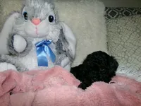 Wendy, a female Poodle - Miniature  for sale in Cub Run, KY – 2 of 10