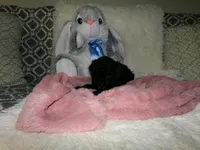 Wendy, a female Poodle - Miniature  for sale in Cub Run, KY – 10 of 10