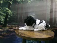 Kiley, a female Poodle - Miniature  for sale in Cub Run, KY – 6 of 6