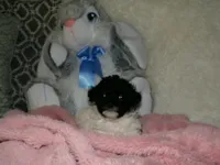 Kiley, a female Poodle - Miniature  for sale in Cub Run, KY – 3 of 6