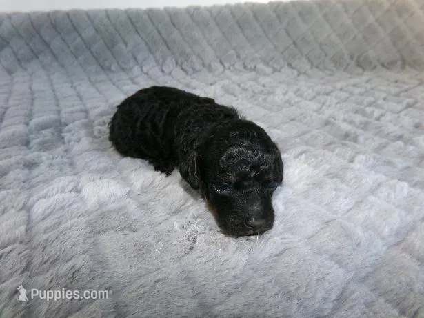 Kari – Poodle - Miniature  puppy for sale in Cub Run, KY