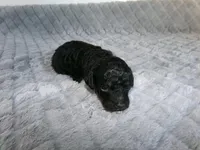 Kari, a female Poodle - Miniature  for sale in Cub Run, KY – 1 of 4