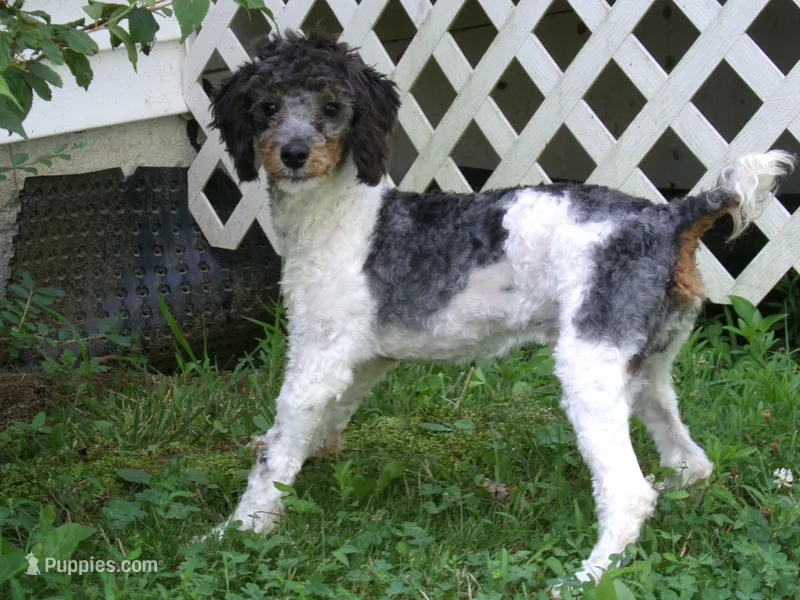 AKC Oscar  – Poodle - Miniature  puppy for sale in Cub Run, KY