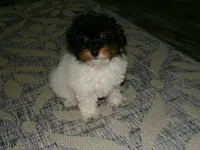 AKC Sage, a female Poodle - Miniature  for sale in Cub Run, KY – 6 of 8