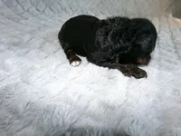 Kimmy, a female Poodle - Miniature  for sale in Cub Run, KY – 2 of 4