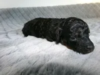 Kari, a female Poodle - Miniature  for sale in Cub Run, KY – 2 of 4