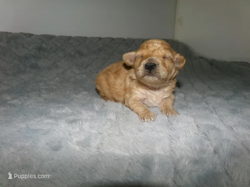 AKC Ryan – Poodle - Miniature  puppy for sale in Cub Run, KY