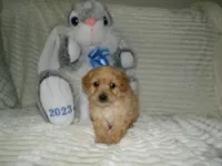 AKC Ryan, a male Poodle - Miniature  for sale in Cub Run, KY – 5 of 9
