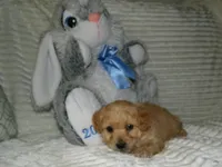 AKC Ryan, a male Poodle - Miniature  for sale in Cub Run, KY – 7 of 9