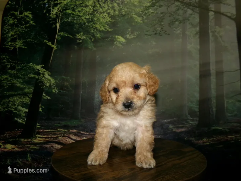 AKC Ryan – Poodle - Miniature  puppy for sale in Cub Run, KY