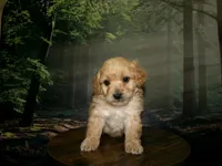 AKC Ryan, a male Poodle - Miniature  for sale in Cub Run, KY – 1 of 9