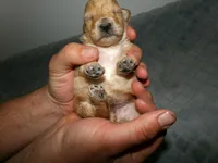 AKC Ryan, a male Poodle - Miniature  for sale in Cub Run, KY – Photo 2 of 2