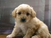 AKC Ryan, a male Poodle - Miniature  for sale in Cub Run, KY – 3 of 9