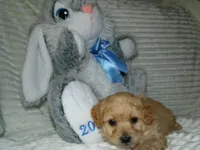 AKC Ryan, a male Poodle - Miniature  for sale in Cub Run, KY – 6 of 9