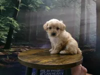AKC Ryan, a male Poodle - Miniature  for sale in Cub Run, KY – 9 of 9