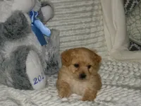 AKC Ryan, a male Poodle - Miniature  for sale in Cub Run, KY – 8 of 9