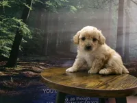 AKC Ryan, a male Poodle - Miniature  for sale in Cub Run, KY – 2 of 9
