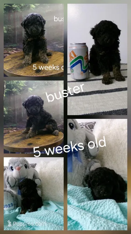 Buster – Poodle - Miniature  puppy for sale in Cub Run, KY