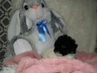 Kiley, a female Poodle - Miniature  for sale in Cub Run, KY – 2 of 6