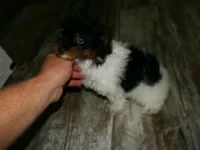 AKC Sage, a female Poodle - Miniature  for sale in Cub Run, KY – 8 of 8