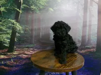 Wendy, a female Poodle - Miniature  for sale in Cub Run, KY – 5 of 10