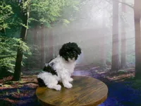 Sally, a female Poodle - Miniature  for sale in Cub Run, KY – 2 of 9