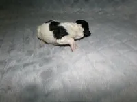 AKC Ramboe , a male Poodle - Miniature  for sale in Cub Run, KY – Photo 3 of 3