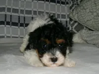 AKC Ramboe , a male Poodle - Miniature  for sale in Cub Run, KY – Photo 2 of 4