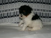 AKC Ramboe , a male Poodle - Miniature  for sale in Cub Run, KY – Photo 3 of 4