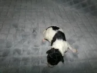 AKC Ramboe , a male Poodle - Miniature  for sale in Cub Run, KY – Photo 2 of 3