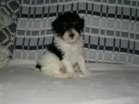 AKC Ramboe , a male Poodle - Miniature  for sale in Cub Run, KY – Photo 1 of 4