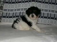 AKC Ramboe , a male Poodle - Miniature  for sale in Cub Run, KY – Photo 4 of 4