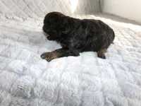 Jax, a male Poodle - Miniature  for sale in Cub Run, KY – 2 of 5