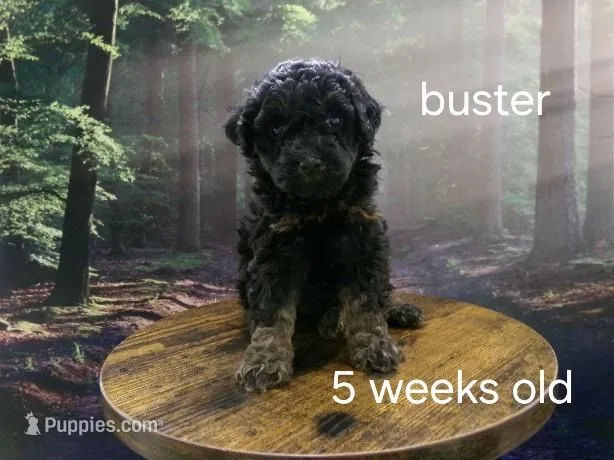 Buster – Poodle - Miniature  puppy for sale in Cub Run, KY