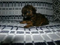 Mika, a male Poodle - Toy  for sale in Cub Run, KY – Photo 1 of 2