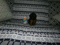 Mika, a male Poodle - Toy  for sale in Cub Run, KY – Photo 2 of 2