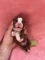 Luna (CKC), a female Boston Terrier for sale in Tampa, FL – Photo 6 of 8