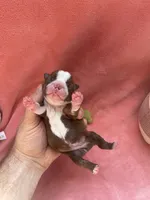 Luna (CKC), a female Boston Terrier for sale in Tampa, FL – Photo 8 of 8