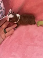 Luna (CKC), a female Boston Terrier for sale in Tampa, FL – Photo 5 of 8