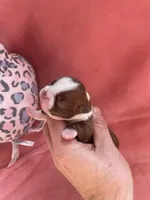 Luna (CKC), a female Boston Terrier for sale in Tampa, FL – Photo 3 of 8