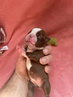 Luna (CKC), a female Boston Terrier for sale in Tampa, FL – Photo 4 of 8