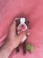 Luna (CKC), a female Boston Terrier for sale in Tampa, FL – Photo 2 of 8