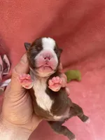 Luna (CKC), a female Boston Terrier for sale in Tampa, FL – Photo 1 of 8