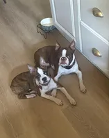 Colt  (CKC registered), a male Boston Terrier for sale in Tampa, FL – Photo 3 of 10