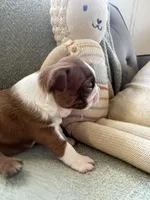 Colt  (CKC registered), a male Boston Terrier for sale in Tampa, FL – Photo 6 of 10