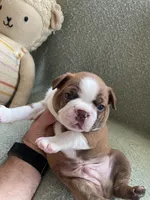 Colt  (CKC registered), a male Boston Terrier for sale in Tampa, FL – Photo 4 of 10