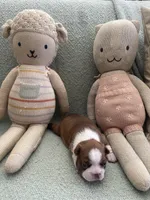 Colt  (CKC registered), a male Boston Terrier for sale in Tampa, FL – Photo 10 of 10