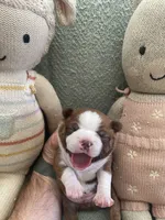 Colt  (CKC registered), a male Boston Terrier for sale in Tampa, FL – Photo 8 of 10