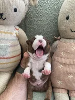 Colt  (CKC registered), a male Boston Terrier for sale in Tampa, FL – Photo 9 of 10