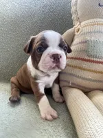 Colt  (CKC registered), a male Boston Terrier for sale in Tampa, FL – Photo 5 of 10